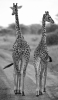 Giraffes (Twiga)